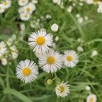 Erigeron strigosusКвітка