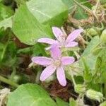 Erodium laciniatum Blomma