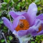 Anemone halleri Fleur