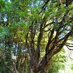 Arbutus unedo Habit