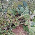 Opuntia maximaFeuille