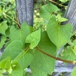 Fallopia dumetorumBlatt