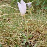 Colchicum alpinum Habit