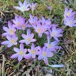 Crocus tommasinianusBlüte