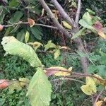 Crataegus germanica Leaf