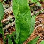 Pulmonaria australis Fuelha