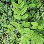 Sium sisarum Hoja