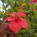 Hibiscus schizopetalus 花