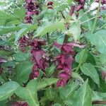 Leycesteria formosaFlors