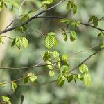 Carpinus caroliniana Leaf