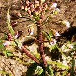 Microthlaspi perfoliatum Lorea