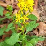 Solidago virgaurea花