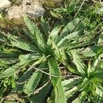 Plantago serraria Hoja