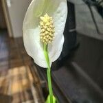 Calla palustris Blomst