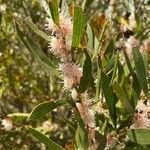 Hakea dactyloides