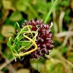 Allium vineale Frucht