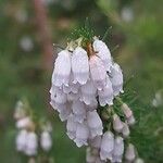 Erica lusitanica Blomst