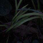 Liriope spicata Leaf