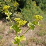Smyrnium perfoliatum Flower