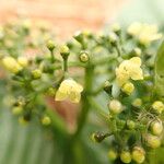 Psychotria leptophylla