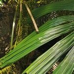 Licuala spinosa Leaf