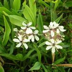 Saponaria lutea Hábito