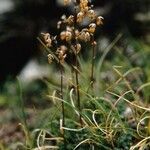 Thalictrum alpinum عادت