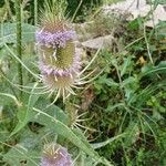 Dipsacus fullonumFlor