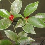 Psychotria chagrensis Плод