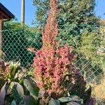 Chenopodium quinoa 花