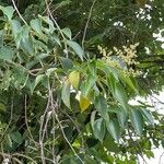 Ligustrum lucidumLeaf