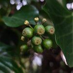 Hedera colchica Frutto