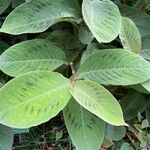 Persicaria virginiana Hoja