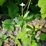 Epilobium montanumKvět