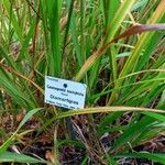 Calamagrostis arundinacea Folha