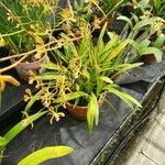 Encyclia plicata Hábitos