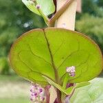 Basella alba Leaf