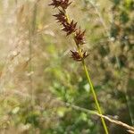 Carex leersii Цвят