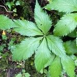 Cardamine pentaphyllos Foglia