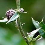 Cirsium arvense Blatt