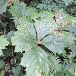 Rodgersia podophyllaBlatt