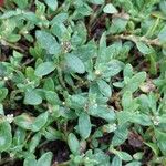 Polygonum arenastrum Leaf