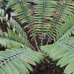 Encephalartos pterogonus पत्ता