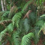 Blechnum cordatum ശീലം