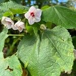 Dombeya burgessiae Цвят