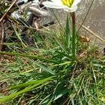 Zephyranthes candida 整株植物