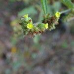 Waltheria indica Λουλούδι
