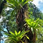 Tillandsia australis Habit