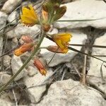 Hoffmannseggia glauca Flower