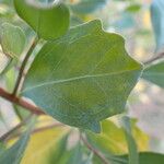 Baccharis halimifolia Leaf